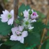 Rubus idaeus